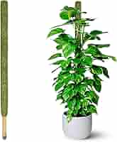 RYO　moss stick PQ60 Amazon.com : 60 Inch Moss Pole for Plants Monstera, Tall